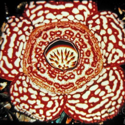 гигантский цветок Rafflesia