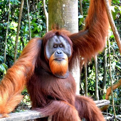 заповедник Bukit Lawang, Суматра